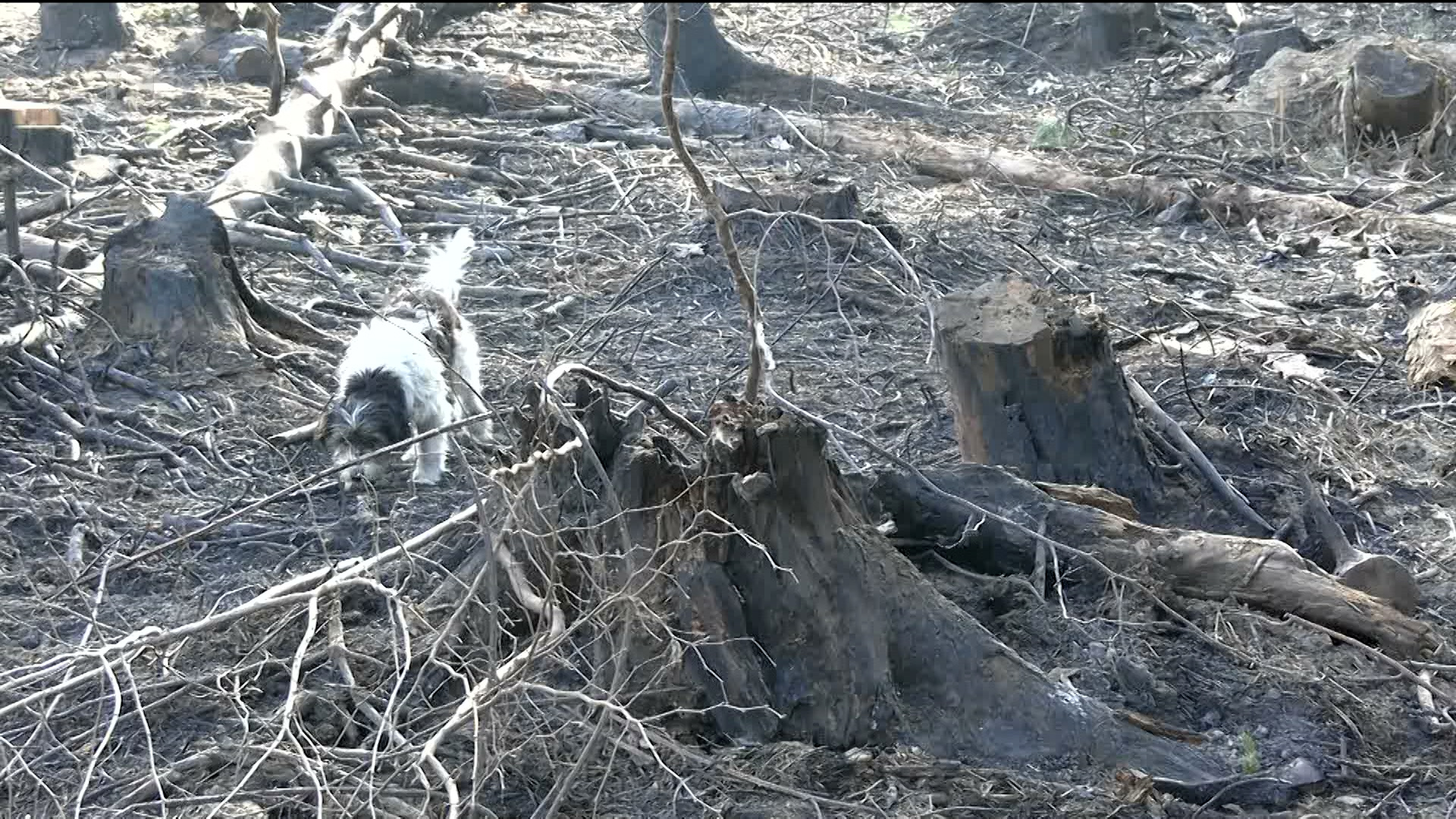 Saniraju se posljedice požara u vlaseničkom selu Hrastovac